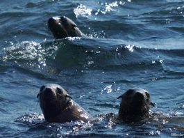 Seal Rocks: An Eco-Adventure at Phillip Island