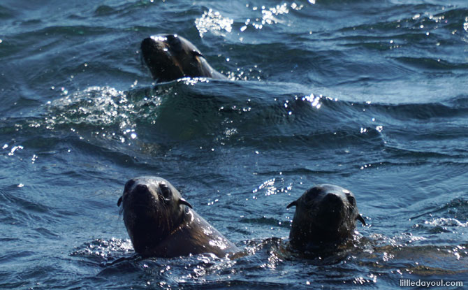 Seals in the water at Seal Rock.