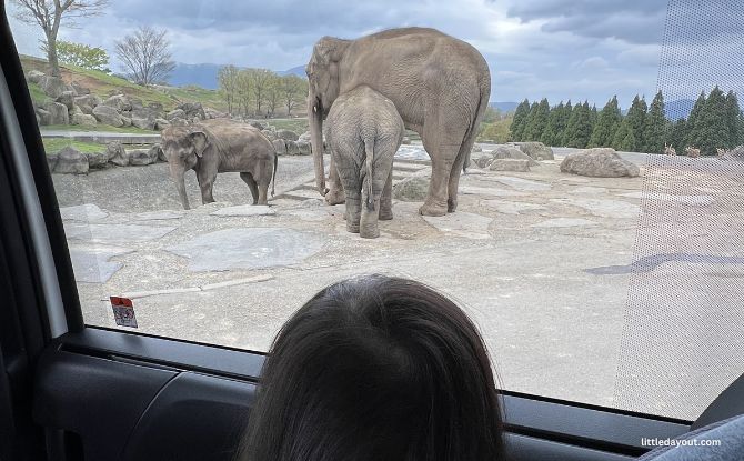 8-Day Escape to Kyushu: Family-Friendly Tips, Experiences And Road Trip Highlights 11 Kyushu Wildlife Park