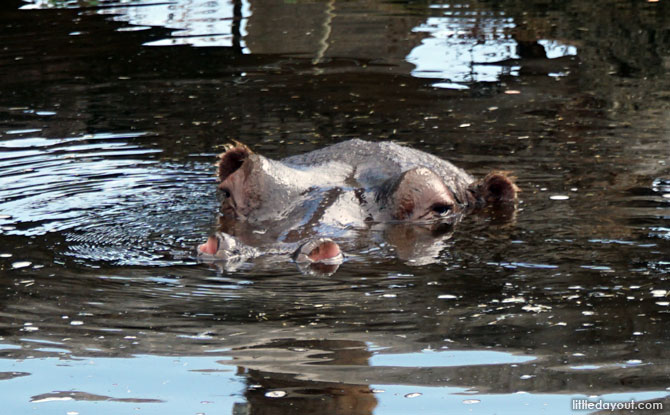 A hippo at the African-themed Werribee Open Range Zoo.
