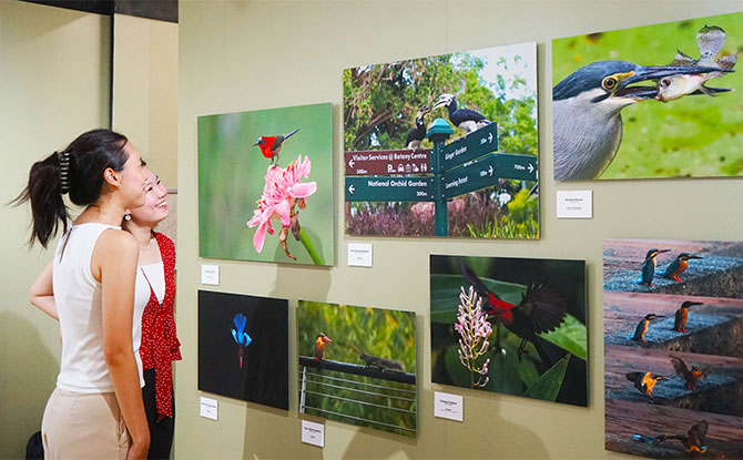 "A Garden of Birds" Exhibition At Singapore Botanic Gardens, CDL Green Gallery