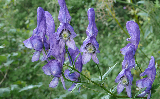 Aconite