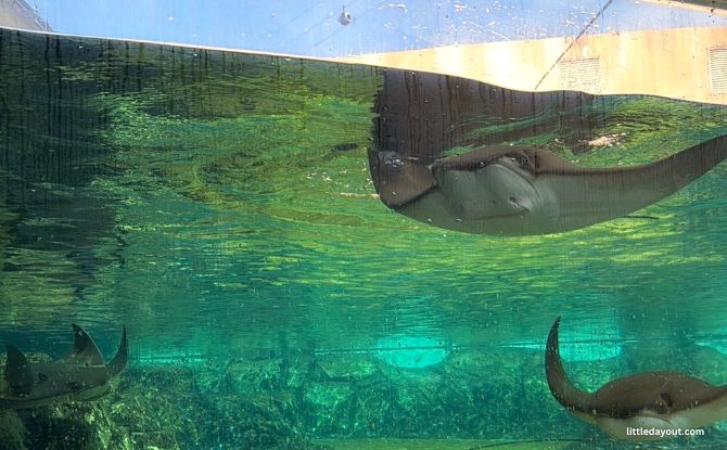Adventure Cove Waterpark, Resorts World Sentosa: Ultimate Guide & Protips 19 Ray Bay