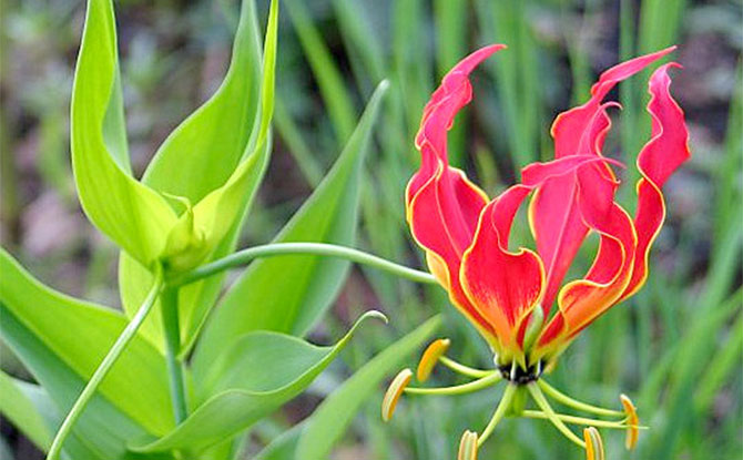 African Flame Lily