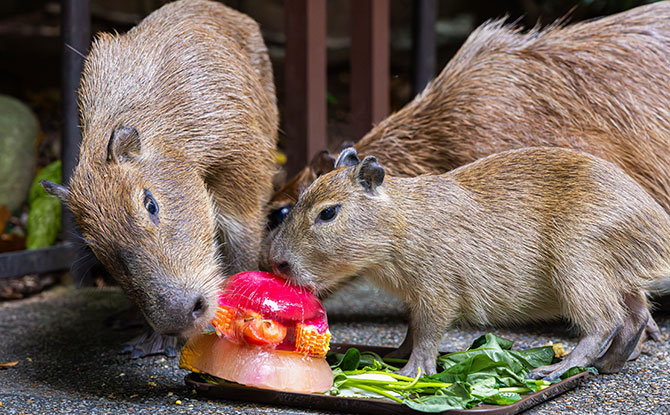 Things To Do This Weekend In Singapore: 18 & 19 April 2026 10 It’s a Capy Celebration