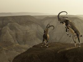 Life on the Edge by Amit Eshel, (Israel) Image 13, Wildlife Photographer of the Year