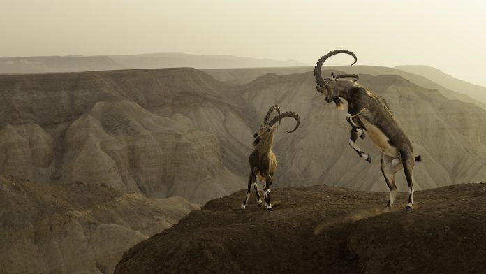 Life on the Edge by Amit Eshel, (Israel) Image 13, Wildlife Photographer of the Year
