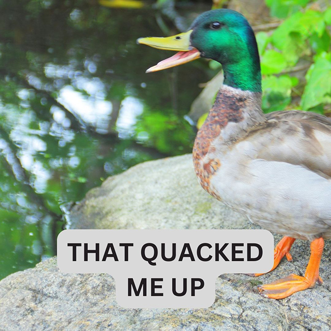 Ducks on April Fool's Day