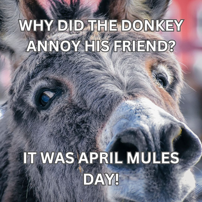 Happy April Mule's Day