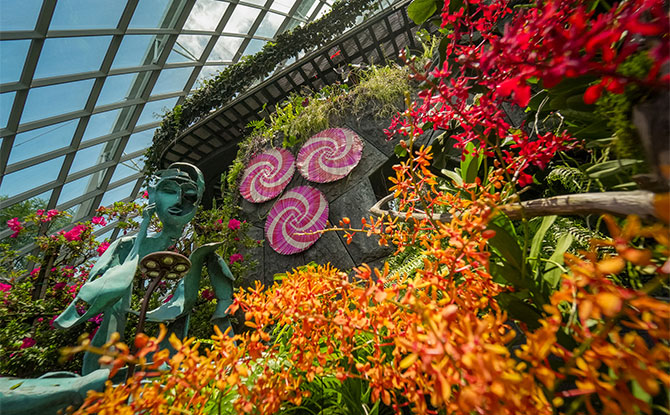 Gardens By The Bahay Kubo: A Fiesta Of Orchids At Cloud Forest 1 Beautiful Orchids from the Philippines: Gardens By The Bahay Kubo