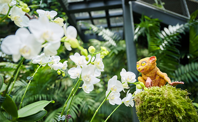 Gardens By The Bahay Kubo: A Fiesta Of Orchids At Cloud Forest 3 Displays at Philippines floral display at Gardens by the Bay