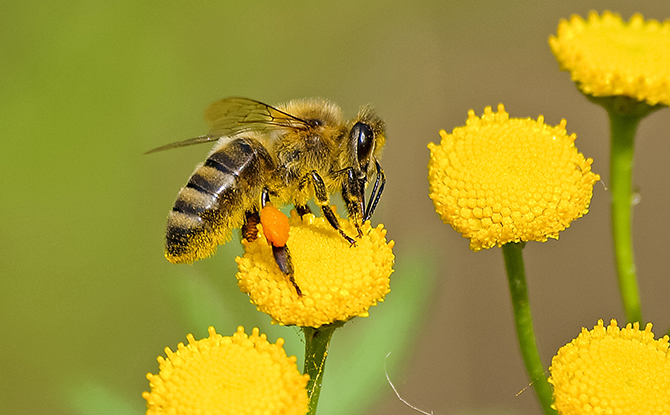 Bee Facts For Kids: Bee on yellow flower