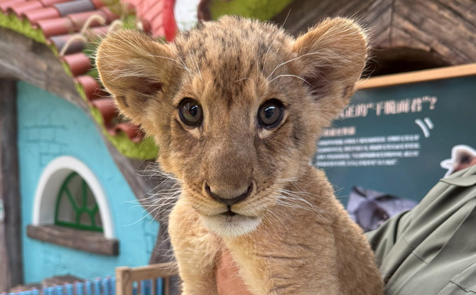 Beijing Daxing Wildlife Park: Our Favourite Zoo Ever! 9 World of Beast: Up Close with Predators