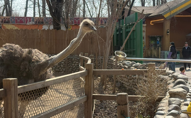 Beijing Daxing Wildlife Park: Our Favourite Zoo Ever! 3 The Boays had a great time feeding the ostriches and were especially amused to discover that pigs enjoy popcorn.