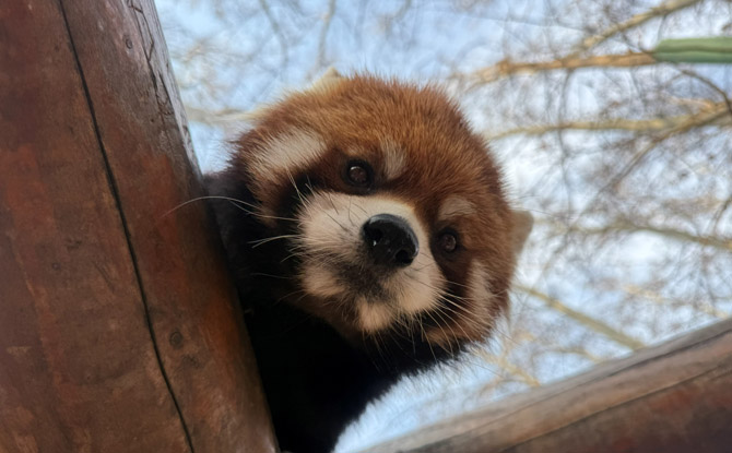 Beijing Daxing Wildlife Park: Our Favourite Zoo Ever! 5 Special Themed Zones