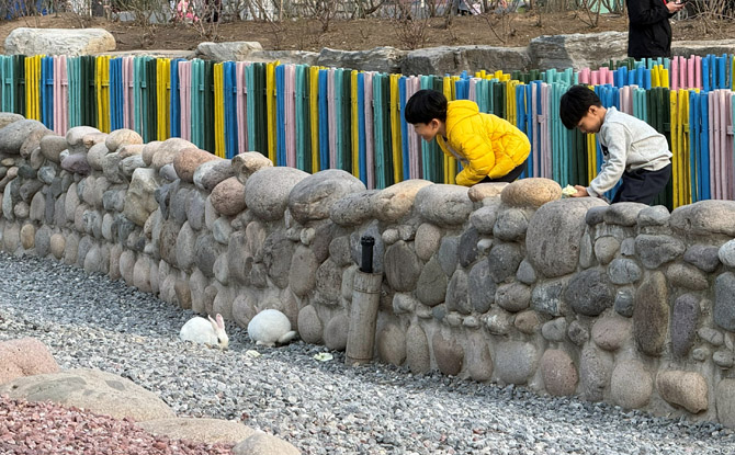 Beijing Daxing Wildlife Park: Our Favourite Zoo Ever! 6 young visitors can interact with a range of farm animals such as pigs, goats, sheep and ducks.