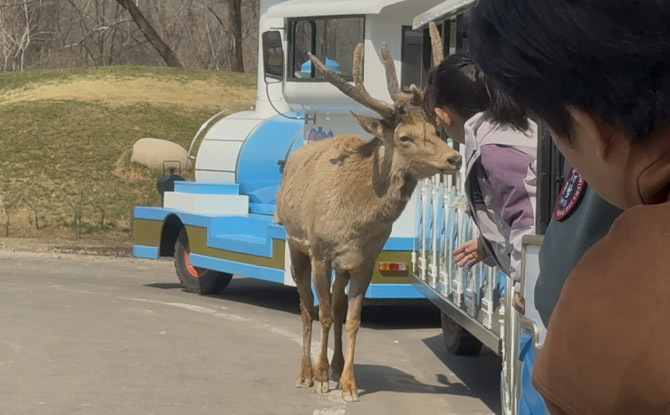 Beijing Daxing Wildlife Park: Our Favourite Zoo Ever! 8 Unlike some safari parks where animals roam freely across vast open plains, this experience feels more structured, with animals housed in naturalistic environments separated by moats.