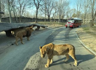 Beijing Daxing Wildlife Park: Our Favourite Zoo Ever! Beijing Wildlife Safari 10