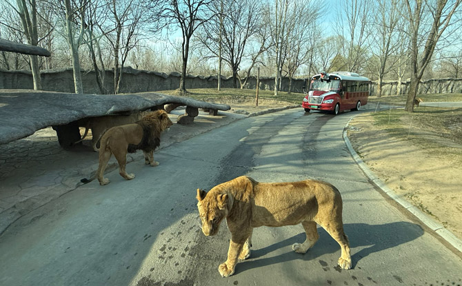 Beijing Daxing Wildlife Park: Our Favourite Zoo Ever!