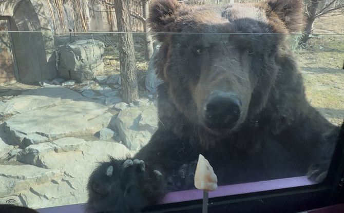 Beijing Daxing Wildlife Park: Our Favourite Zoo Ever! 10 The World of Beast takes the safari concept a step further