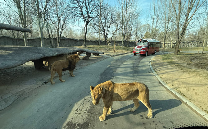 Day 6 – Wildlife Encounters and Evening Streets