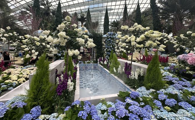 Blue Beauties At Gardens By The Bay: Hydrangeas And The Grandeur Of Türkiye 1 Blue Beauties at the Flower Dome, Gardens by the Bay