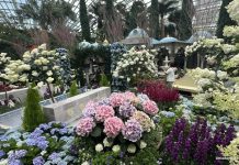 Blue Beauties At Gardens By The Bay: Hydrangeas And The Grandeur Of Türkiye Blue Beauties At Gardens By The Bay: Hydrangeas And The Grandeur Of Türkiye