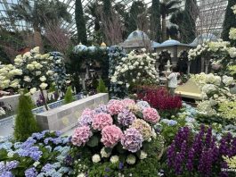 Blue Beauties At Gardens By The Bay: Hydrangeas And The Grandeur Of Türkiye
