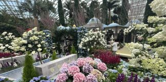 Blue Beauties At Gardens By The Bay: Hydrangeas And The Grandeur Of Türkiye