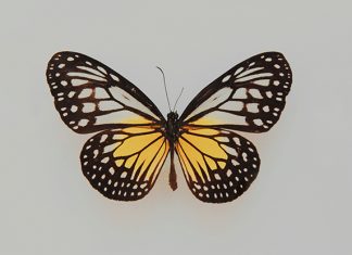 Butterfly Facts For Kids: Colorful And Vibrant Insects Butterfly Facts For Kids: Colorful And Vibrant Insects