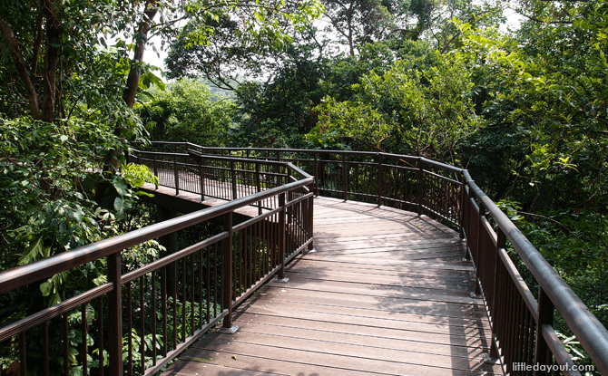 Canopy Walk at Kent Ridge Park