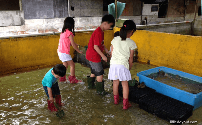 Catching Frogs