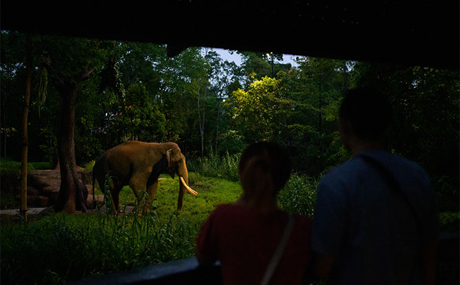 Asian Bull Elephant