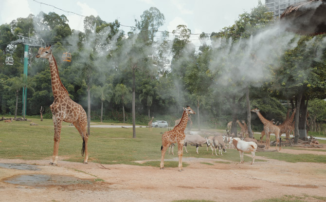 Guangzhou Chimelong Resort's Parks: Family Review 3 Safari on Wheels