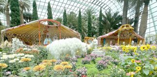 Chrysanthemum Charm: Mongolian Gers & Culture At The Flower Dome