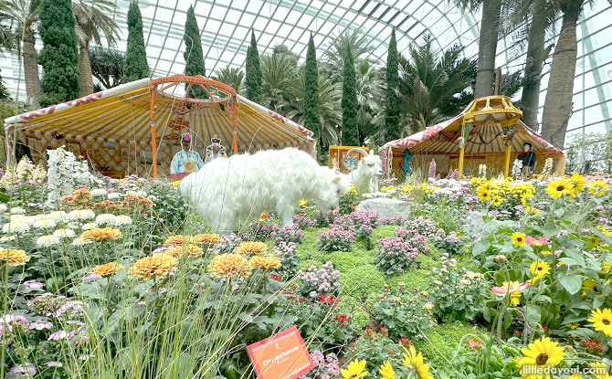 Chrysanthemum Charm: Mongolian Gers & Culture At The Flower Dome