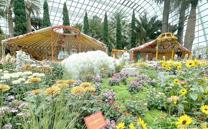 Chrysanthemum Charm: Mongolian Gers & Culture At The Flower Dome Chrysanthemum Charm: Mongolian Gers & Culture At The Flower Dome