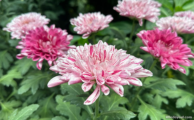 New Varieties at Chrysanthemum Charm