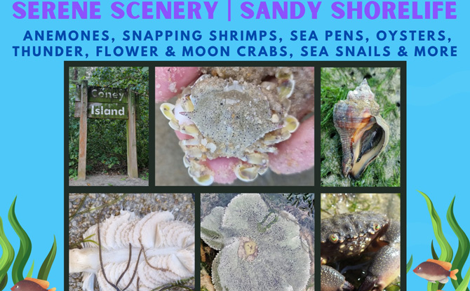 Coney Island Intertidal Walk