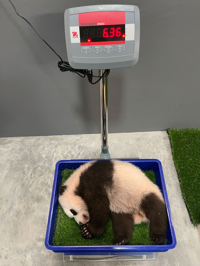 At 100 days, the cub’s weight stands at 6.36kg