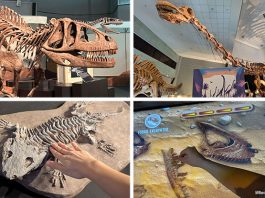 DINOSAURS | EXTINCTIONS | US: Why You Shouldn’t Miss This Supersized Prehistoric Adventure At Science Centre Singapore