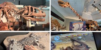 DINOSAURS | EXTINCTIONS | US: Why You Shouldn’t Miss This Supersized Prehistoric Adventure At Science Centre Singapore