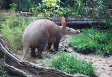 Alika, Singapore’s First Aardvark, Makes Her Appearance At Night Safari Alika, Singapore’s First Aardvark, Makes Her Appearance At Night Safari