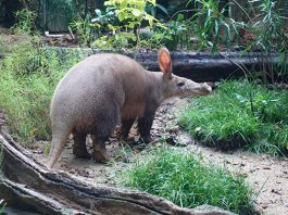 Alika, Singapore’s First Aardvark, Makes Her Appearance At Night Safari