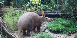 Alika, Singapore’s First Aardvark, Makes Her Appearance At Night Safari