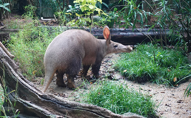 Alika, Singapore’s First Aardvark, Makes Her Appearance At Night Safari