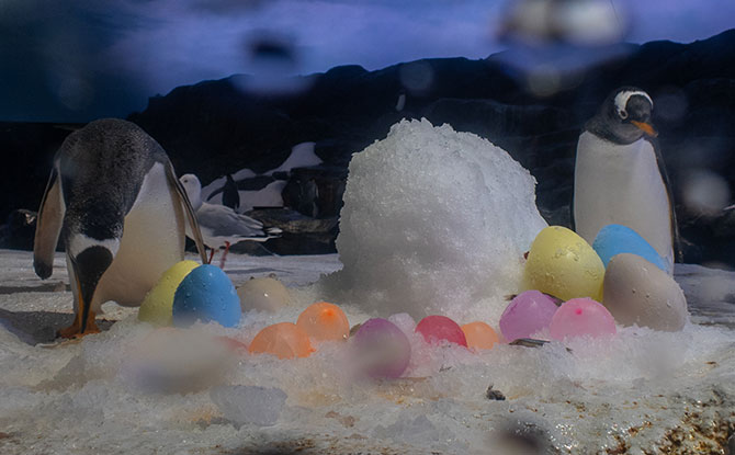 Easter Eggs-travaganza 2026: Easter Egg Hunts & Kids Enter Free 5 Easter-themed Animal Enrichment at Bird Paradise for Easter Eggs-travaganza