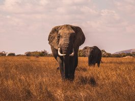 Elephant Facts For Kids: Big And Sturdy Creatures