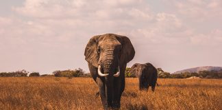 Elephant Facts For Kids: Big And Sturdy Creatures