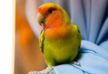 Friends Of Parrots Day: Learn About Care For Parrots At This Inaugural Event On 30 May Friends Of Parrots Day: Learn About Care For Parrots At This Inaugural Event On 30 May